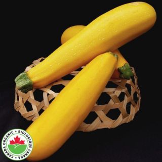 Goldy Organic Summer Squash Thumbnail